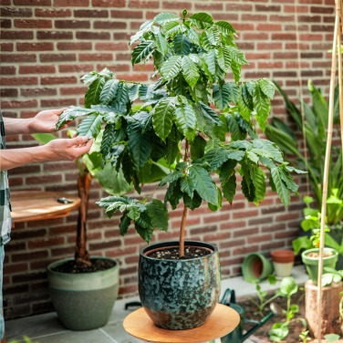 Logotrade promotional giveaways photo of: Treemore Letterbox Trees Coffee