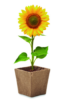 Logotrade promotional items photo of: Sunflower growing kit