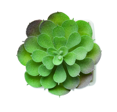 Logo trade corporate gifts image of: Mini artificial plant