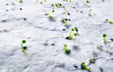 Logo trade corporate gift photo of: Wildflower seed business card.
